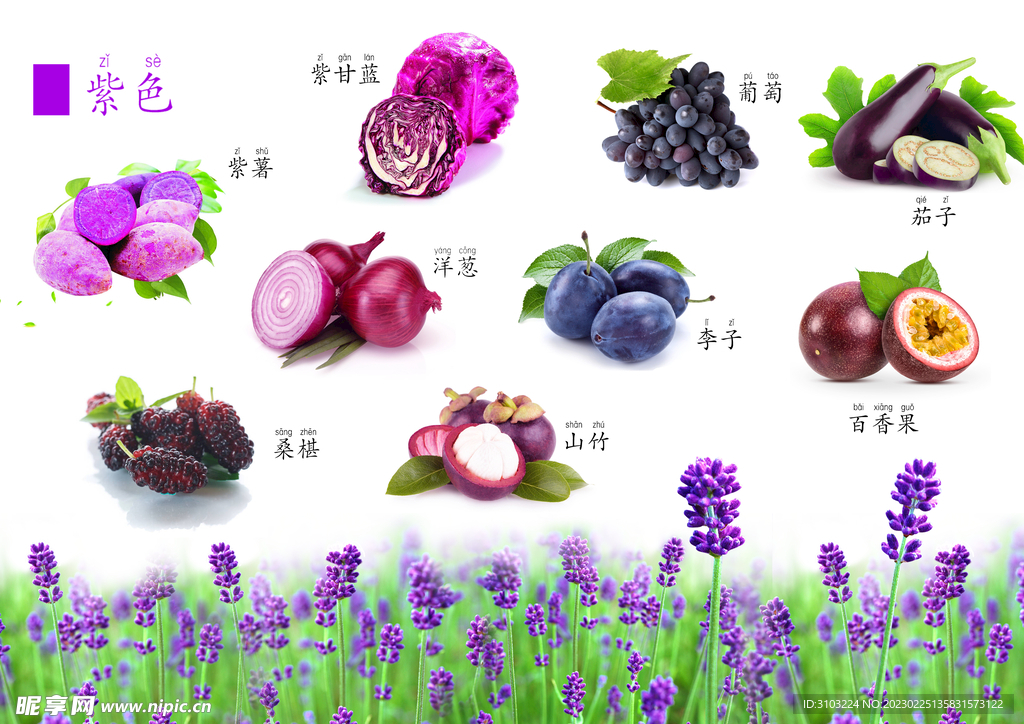 认识紫色 颜色启蒙