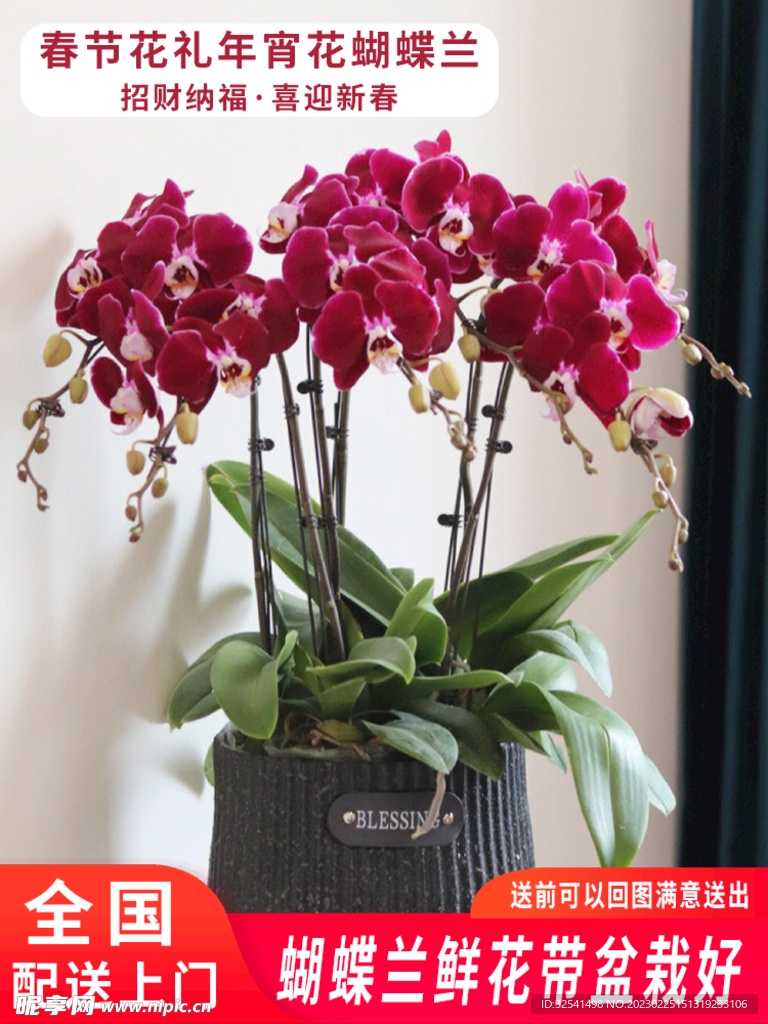 蝴蝶兰盆栽主图