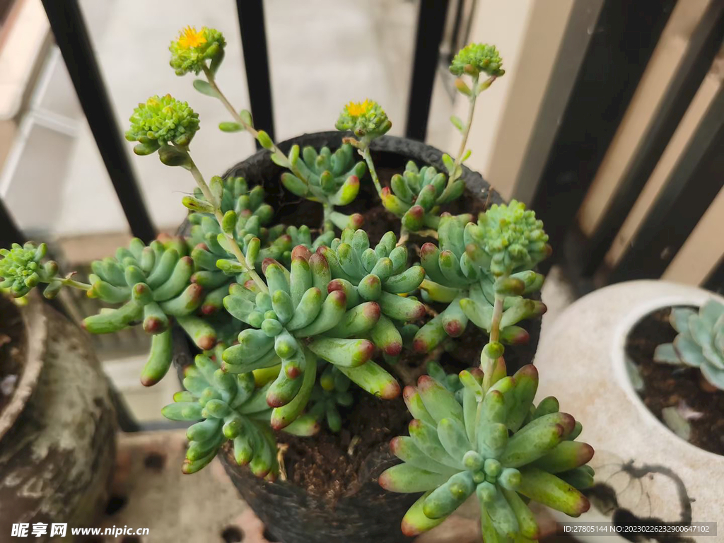 多肉植物盆栽