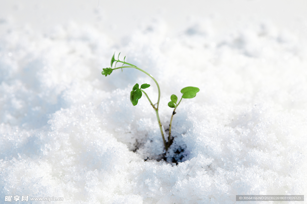 雪地中的嫩芽