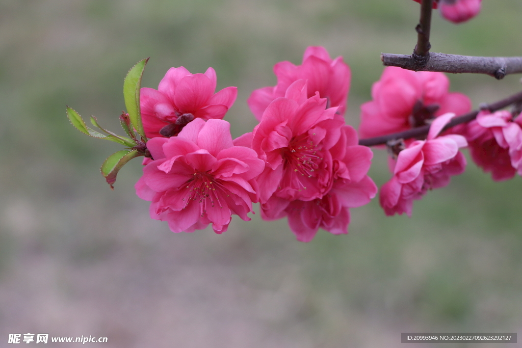 粉色桃花