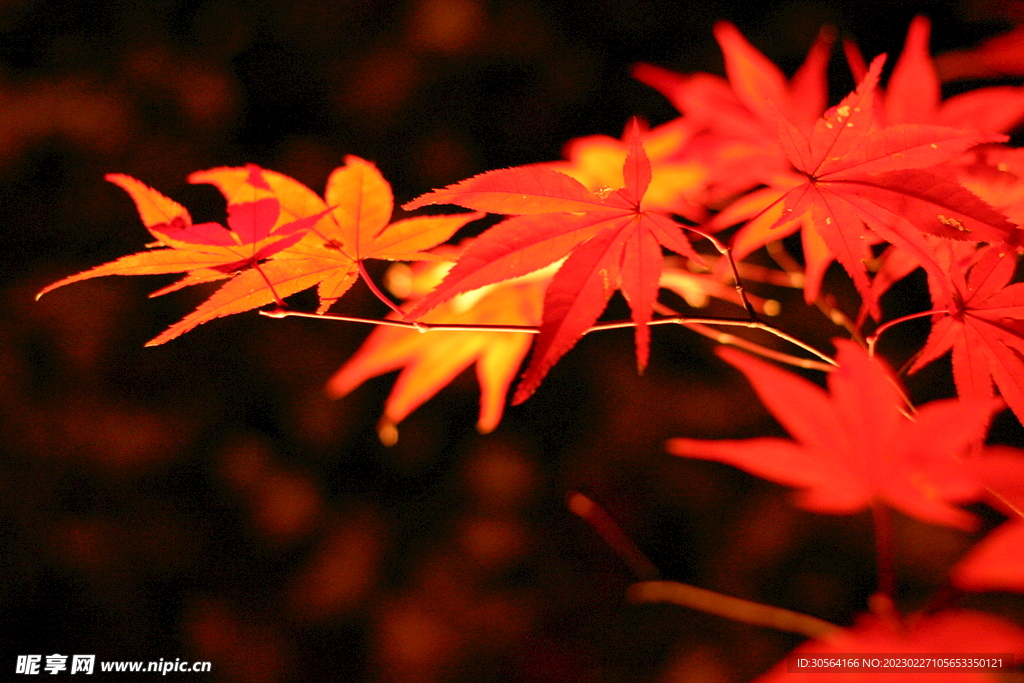 红色枫叶