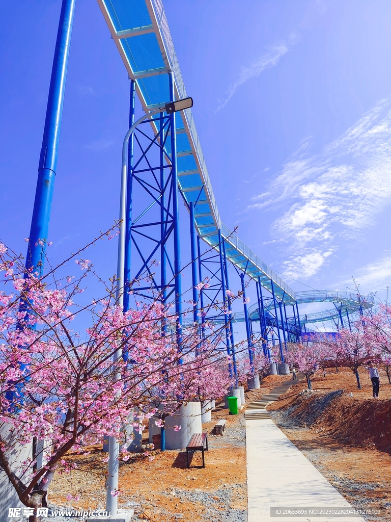 樱花 玻璃栈道