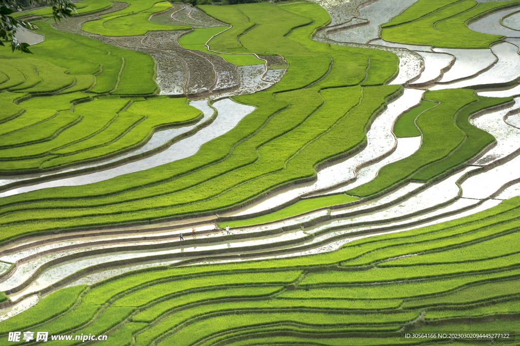 稻田梯田