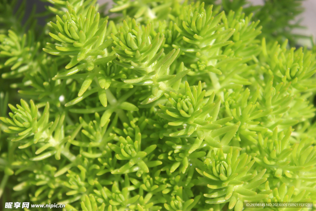 多肉植物薄雪万年草