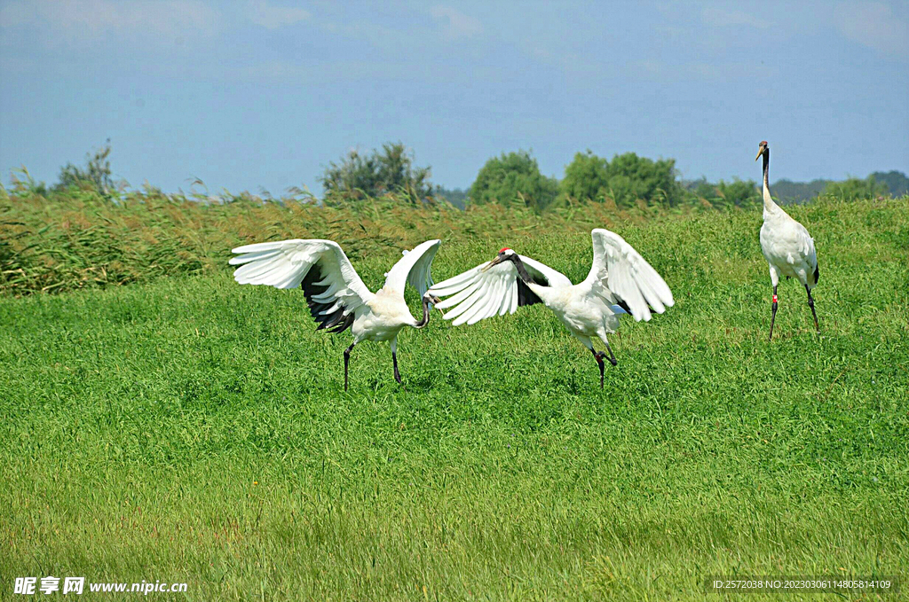 黑龙江扎龙湿地