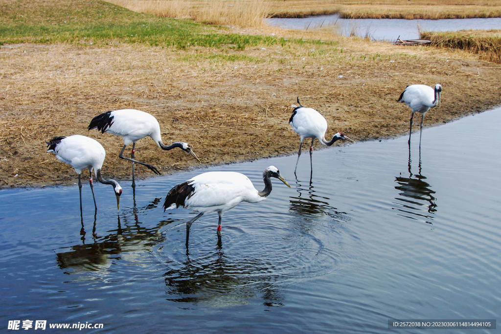 黑龙江扎龙湿地