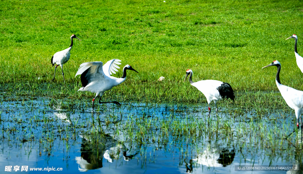 黑龙江扎龙湿地