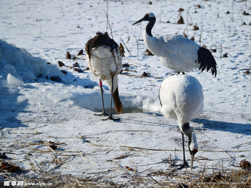 黑龙江扎龙湿地