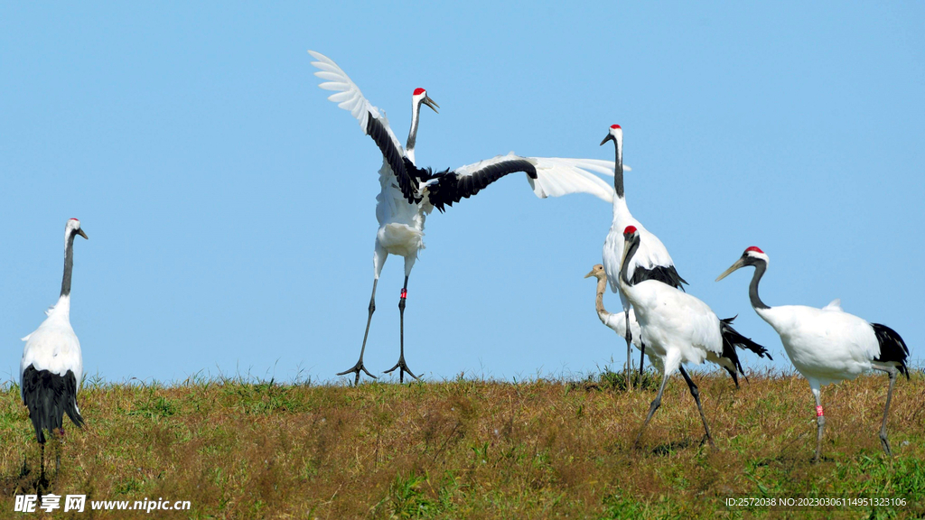 黑龙江扎龙湿地