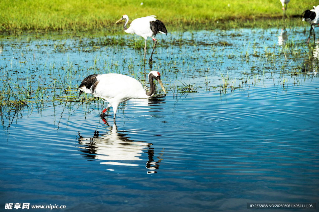 黑龙江扎龙湿地