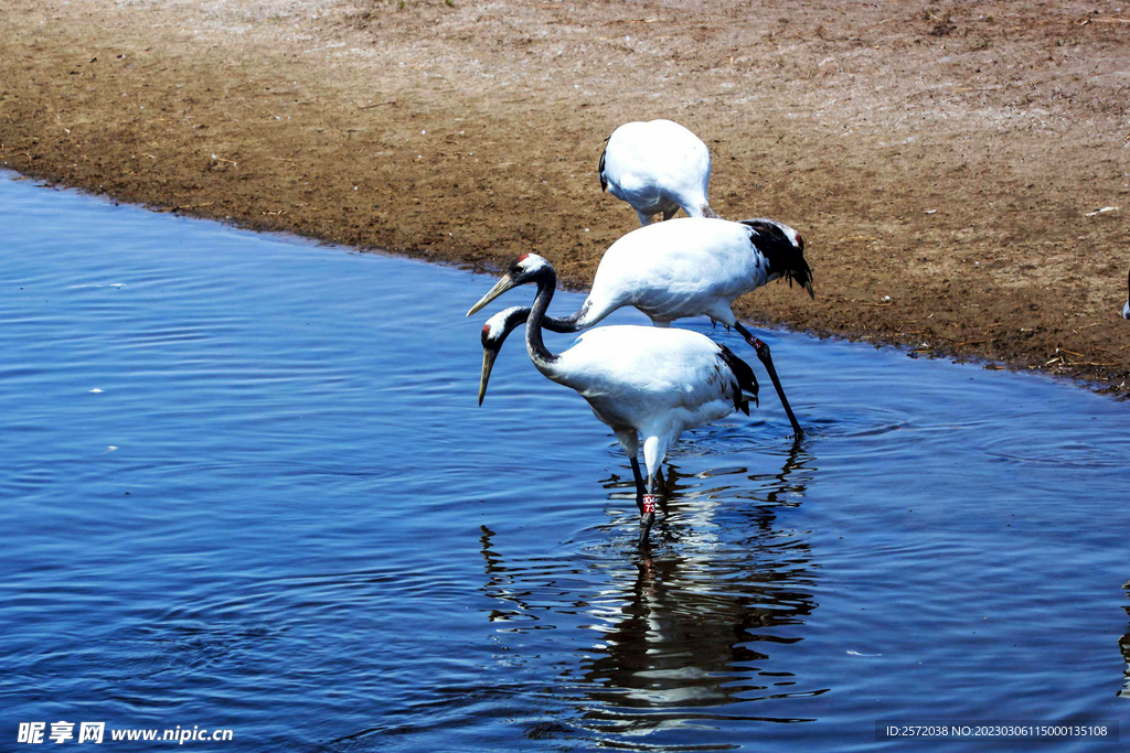 黑龙江扎龙湿地
