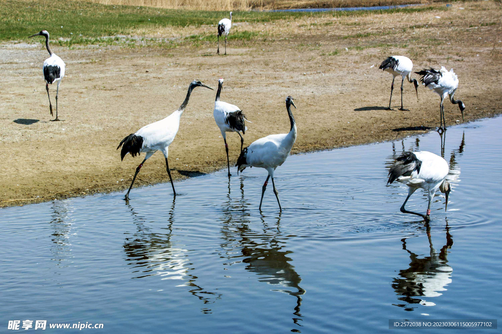 黑龙江扎龙湿地