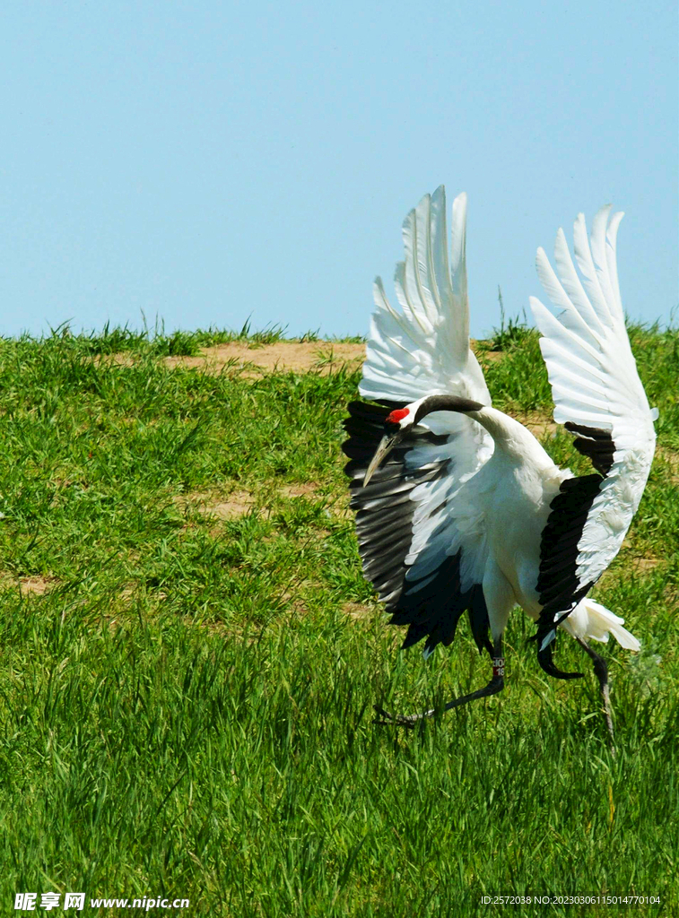 黑龙江扎龙湿地