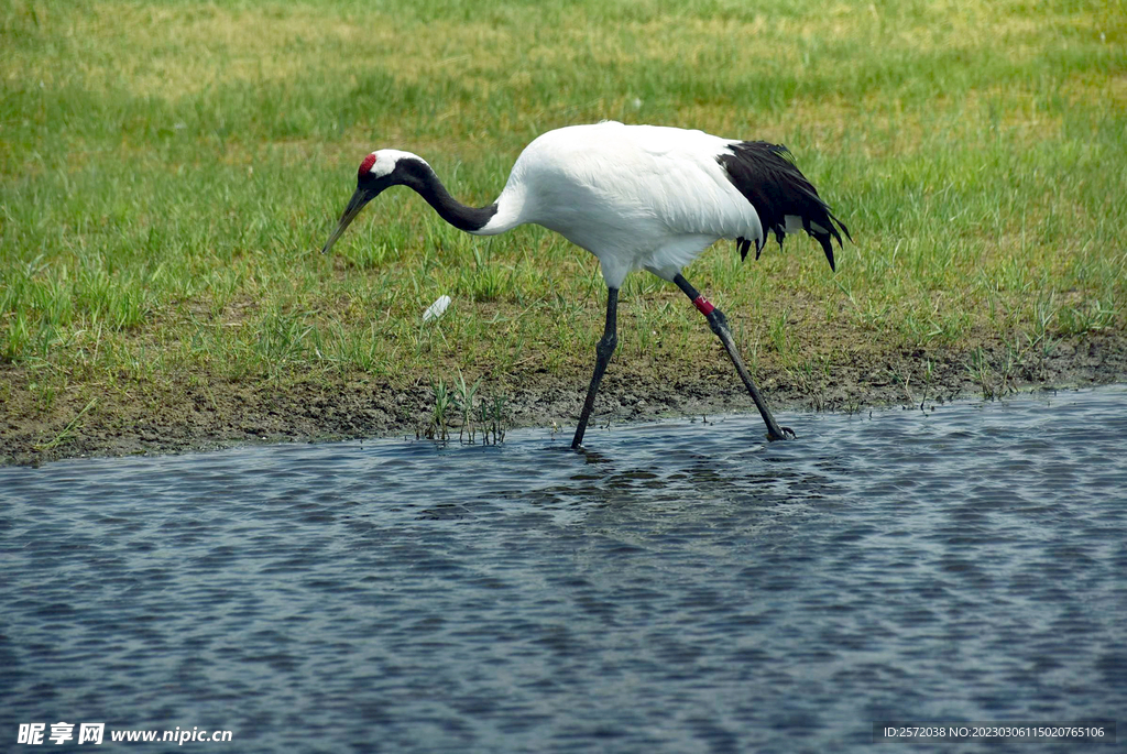 黑龙江扎龙湿地