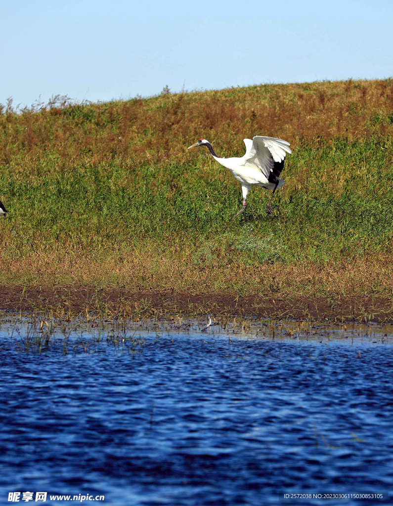 黑龙江扎龙湿地