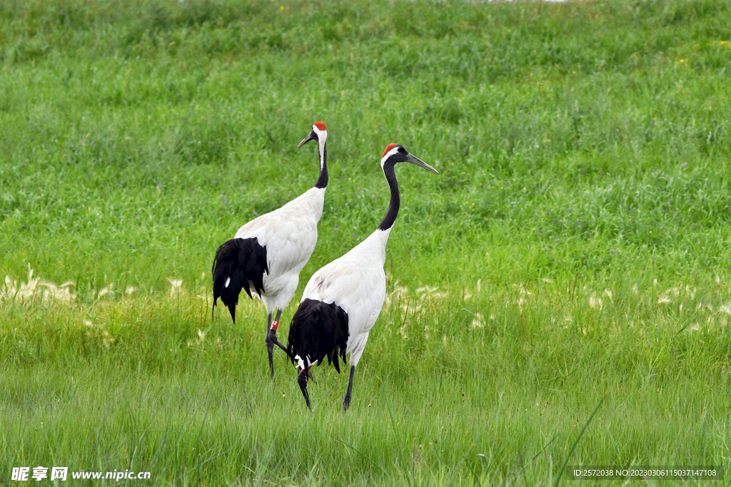 黑龙江扎龙湿地