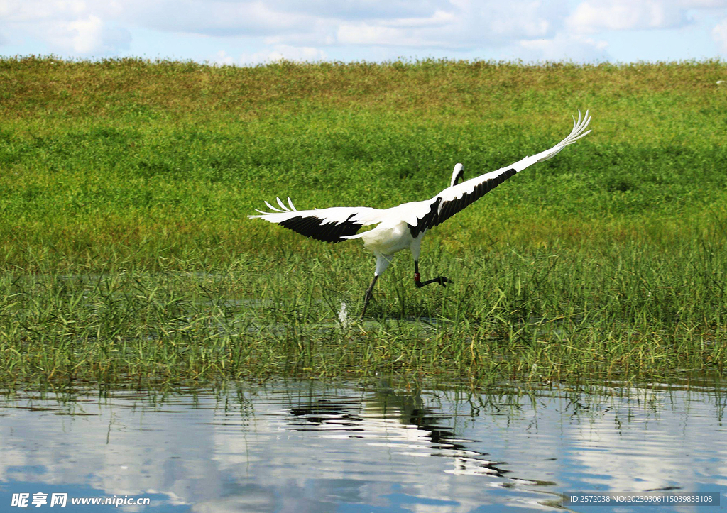 黑龙江扎龙湿地