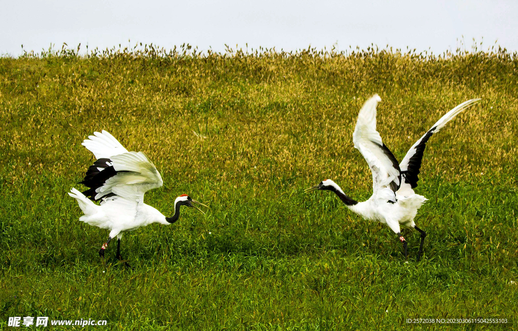 黑龙江扎龙湿地