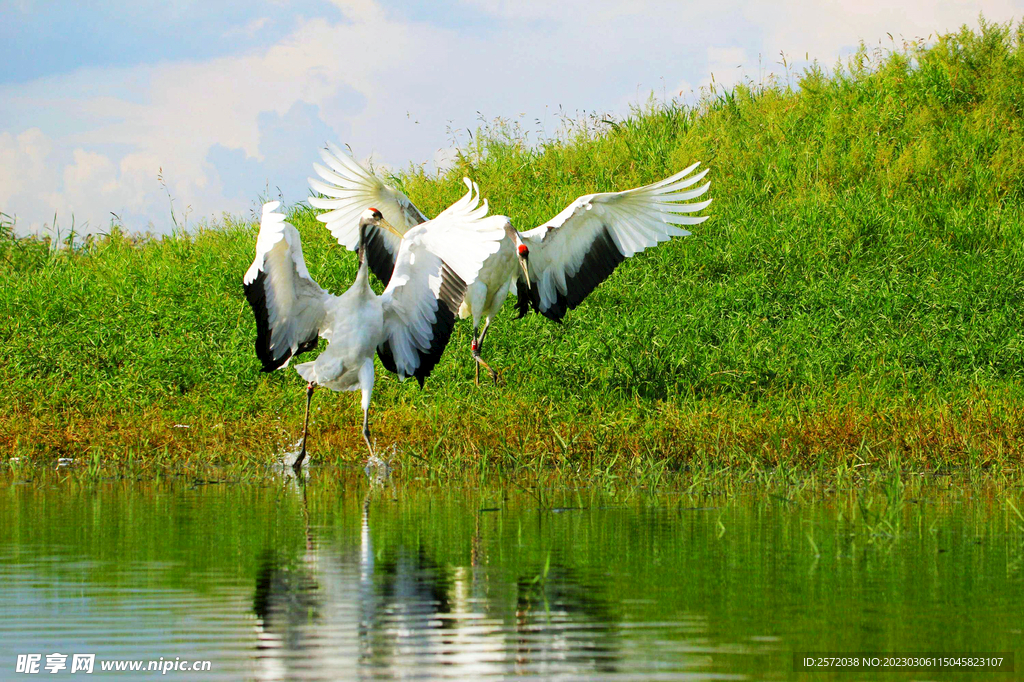 黑龙江扎龙湿地