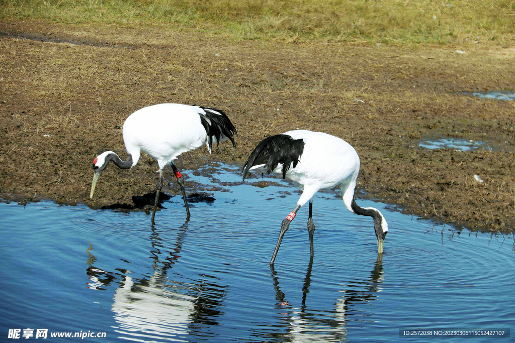 黑龙江扎龙湿地