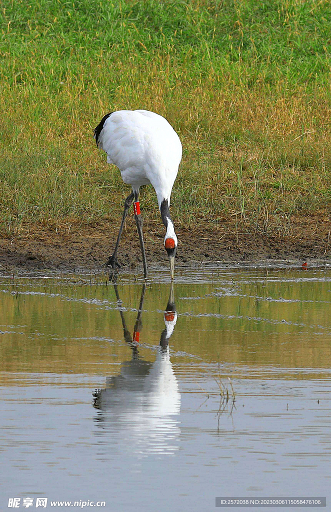 黑龙江扎龙湿地