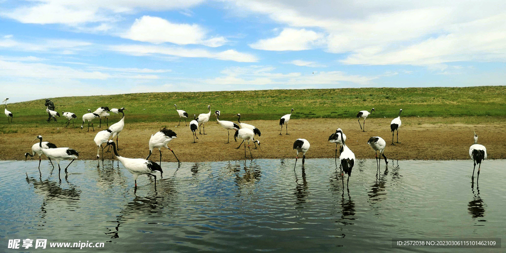 黑龙江扎龙湿地