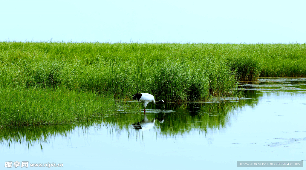 黑龙江扎龙湿地