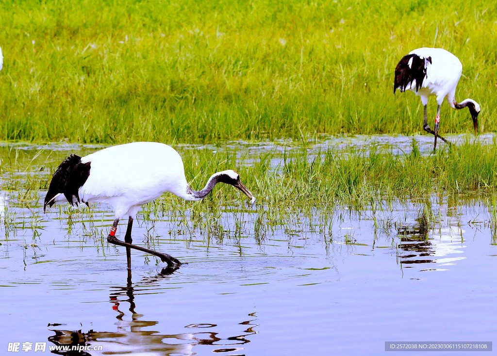 黑龙江扎龙湿地
