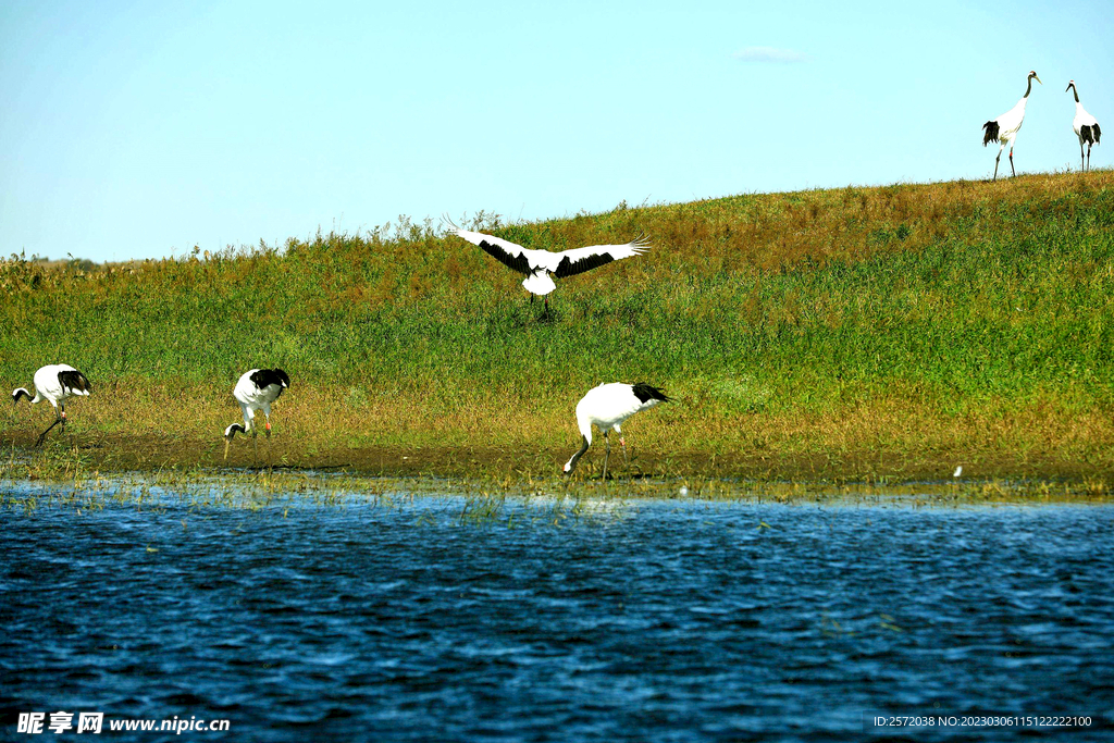 黑龙江扎龙湿地