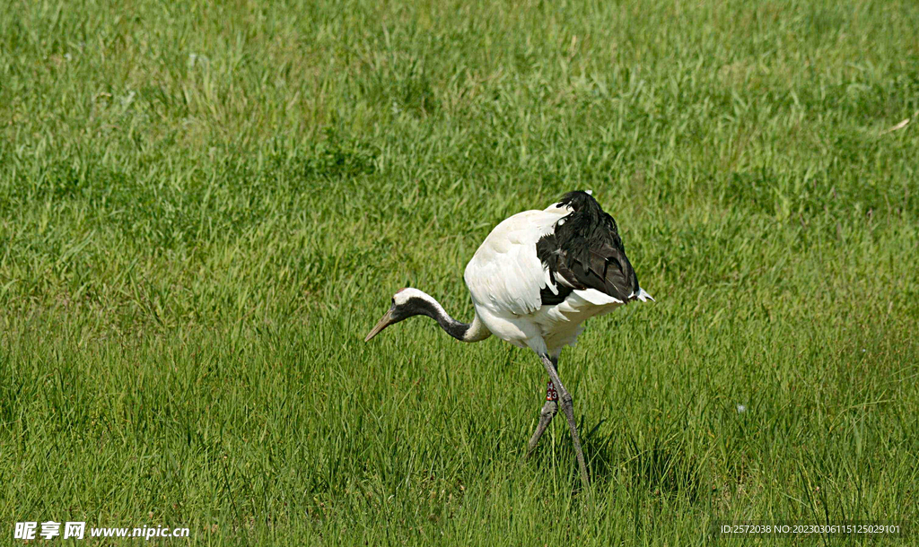 黑龙江扎龙湿地