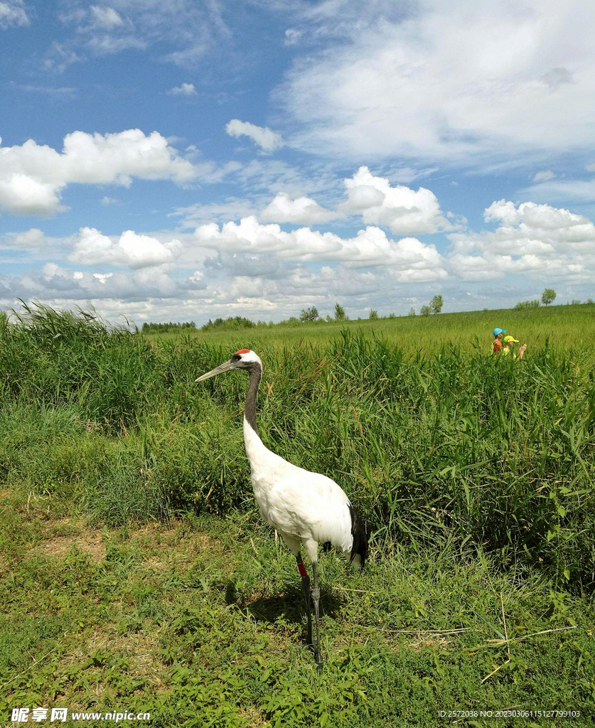 黑龙江扎龙湿地