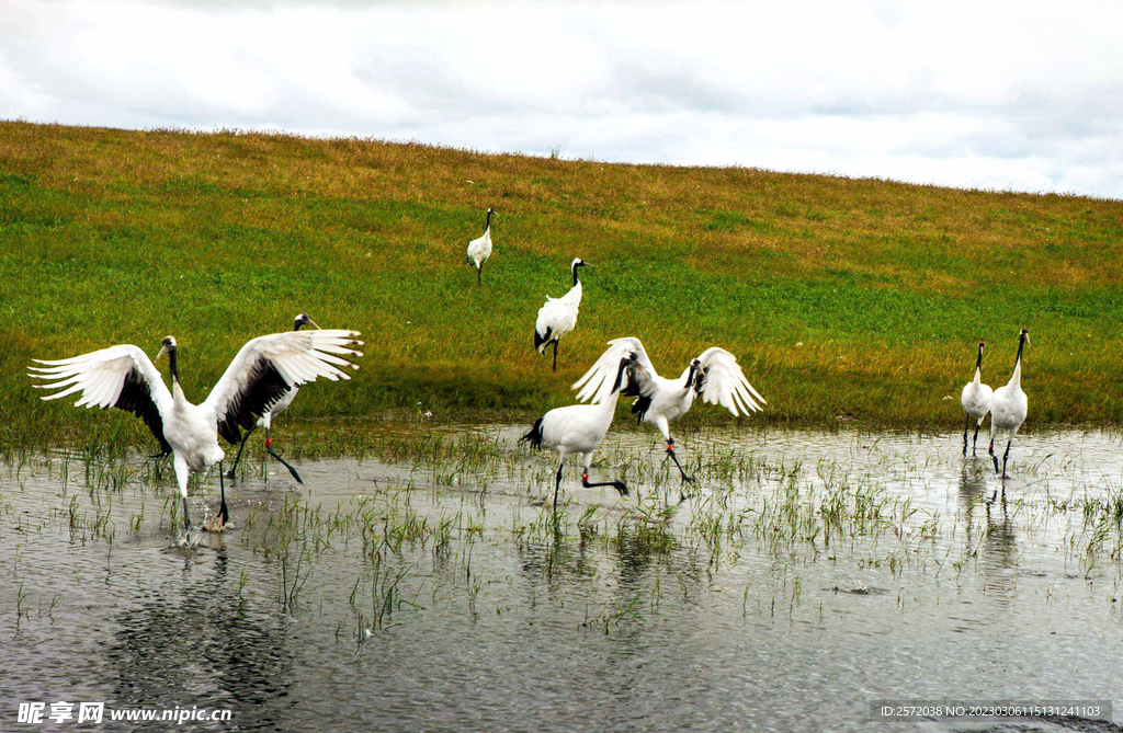 黑龙江扎龙湿地