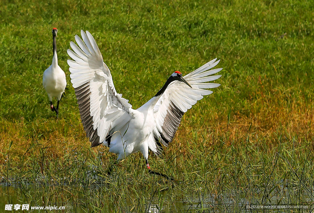 黑龙江扎龙湿地