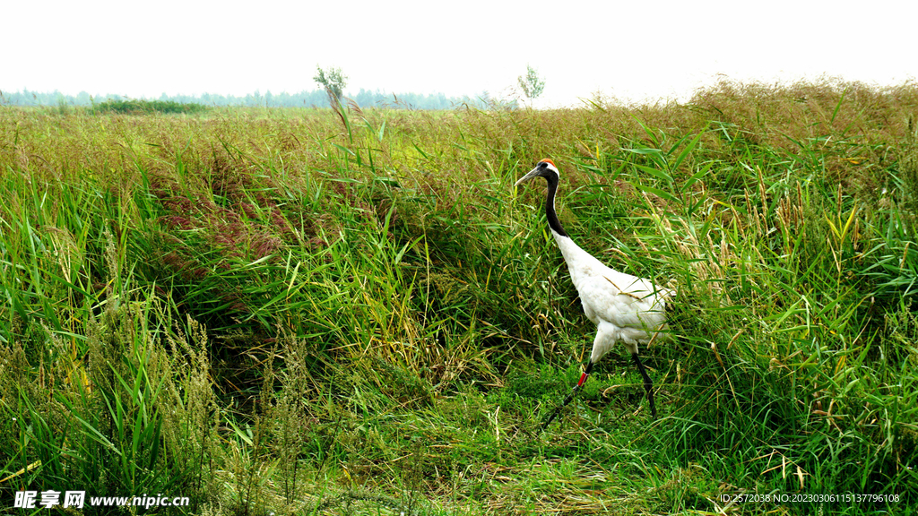 黑龙江扎龙湿地