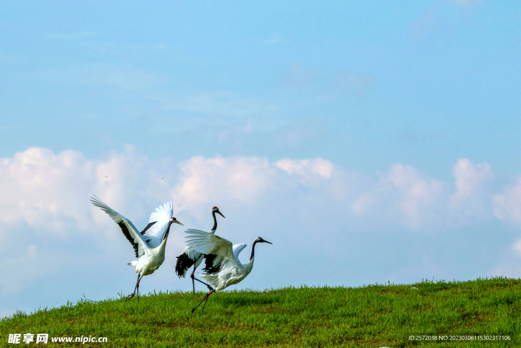 黑龙江扎龙湿地