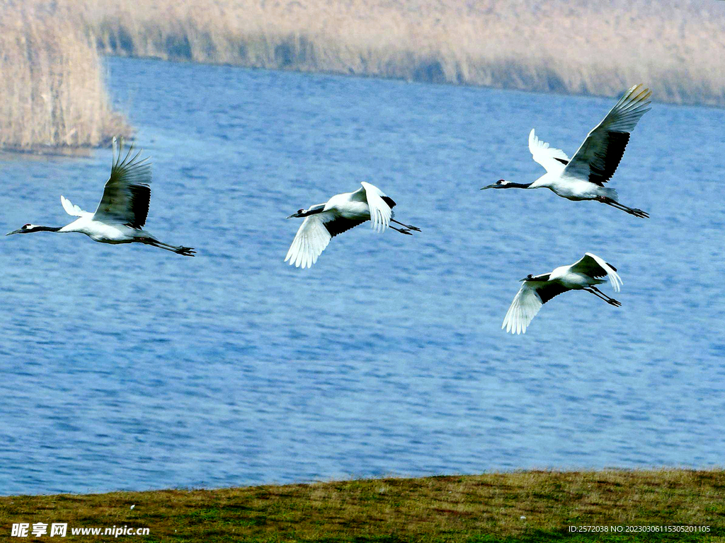 黑龙江扎龙湿地