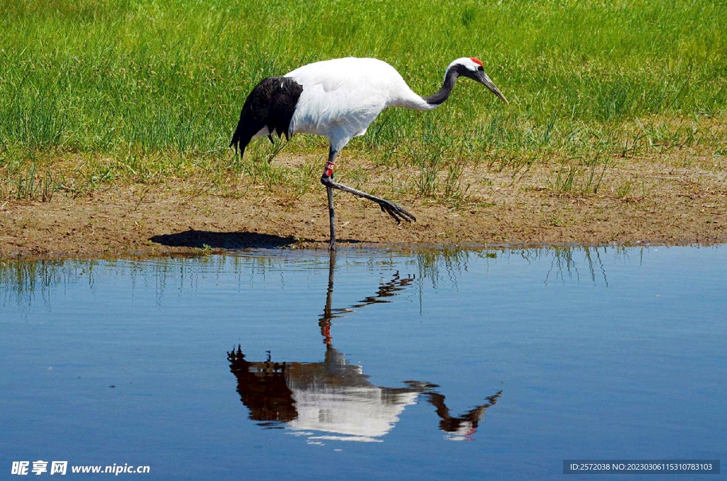 黑龙江扎龙湿地
