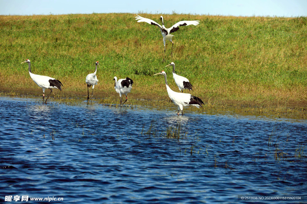 黑龙江扎龙湿地