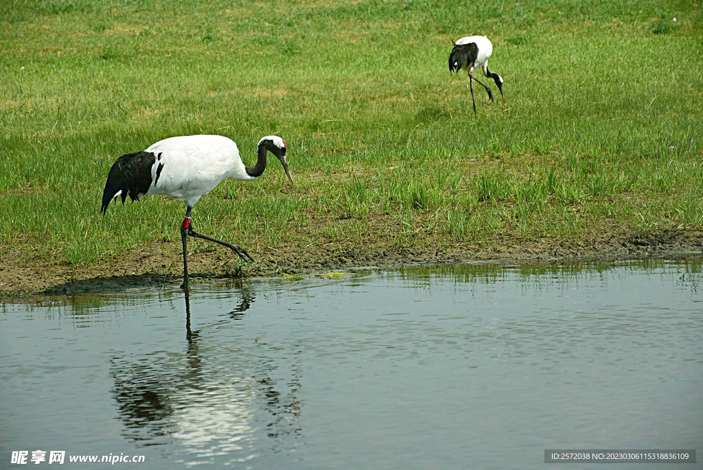 黑龙江扎龙湿地