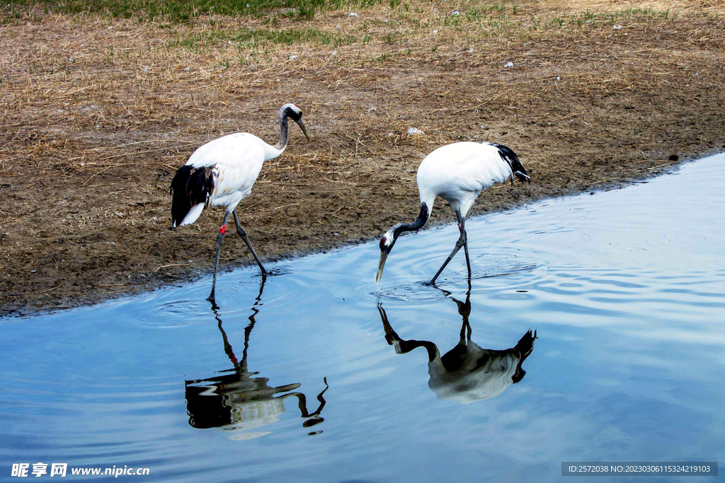 黑龙江扎龙湿地