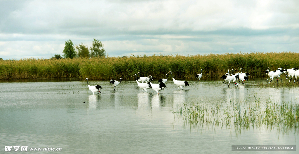 黑龙江扎龙湿地