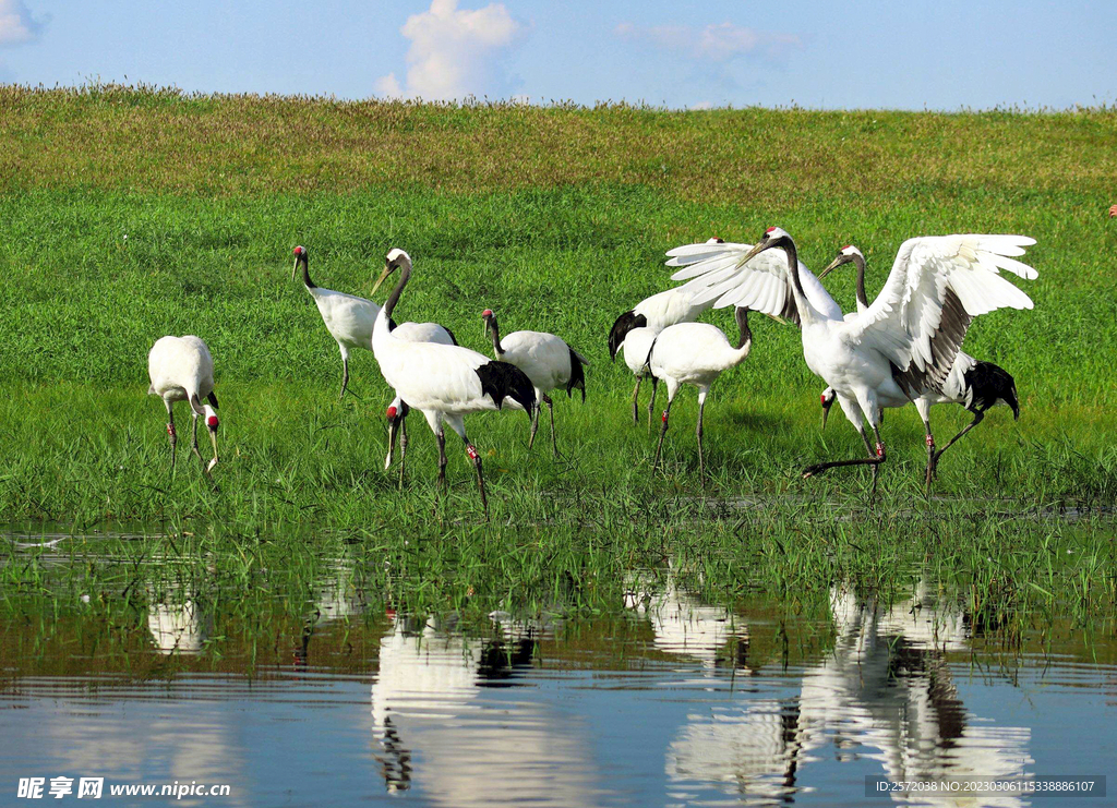 黑龙江扎龙湿地
