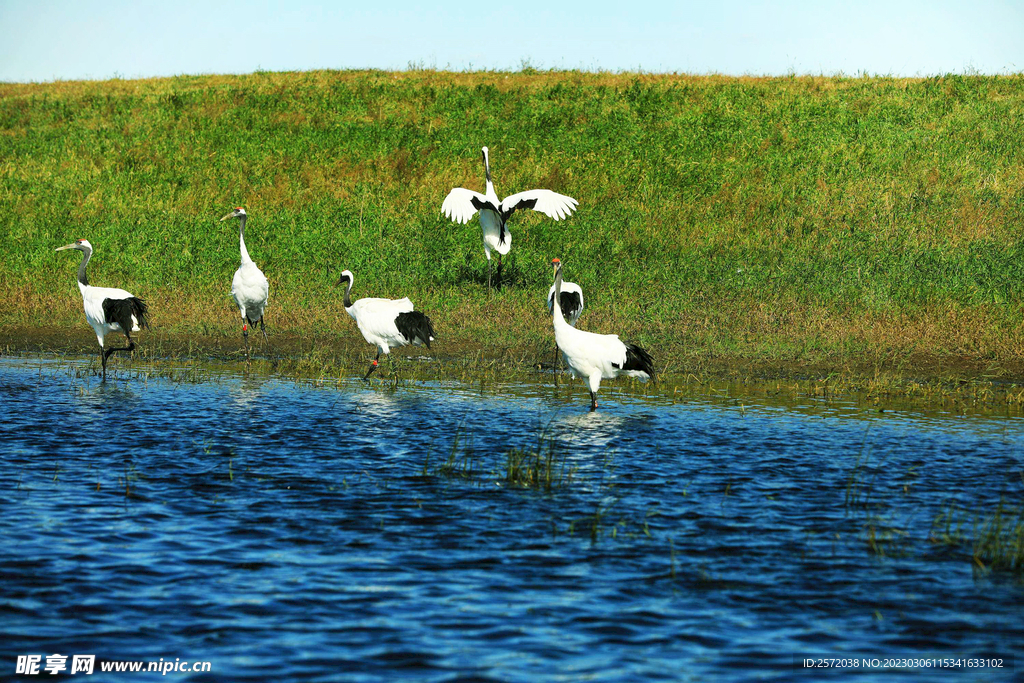 黑龙江扎龙湿地