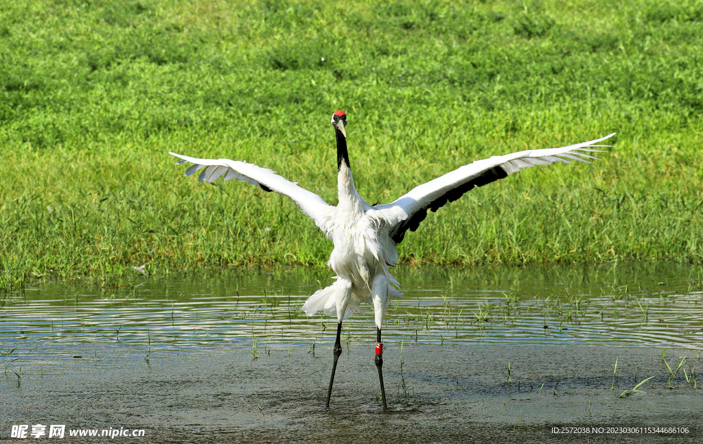 黑龙江扎龙湿地