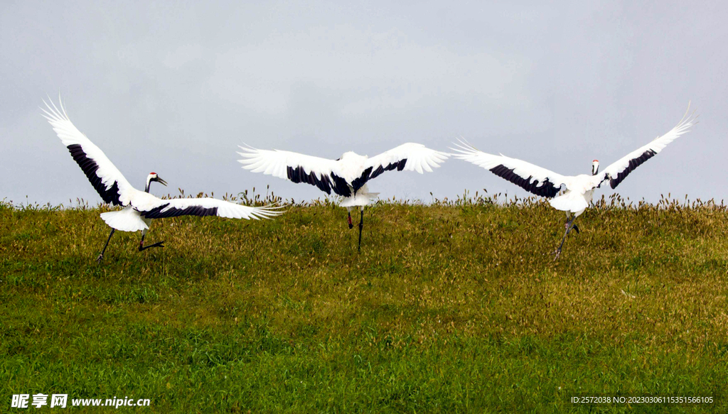 黑龙江扎龙湿地