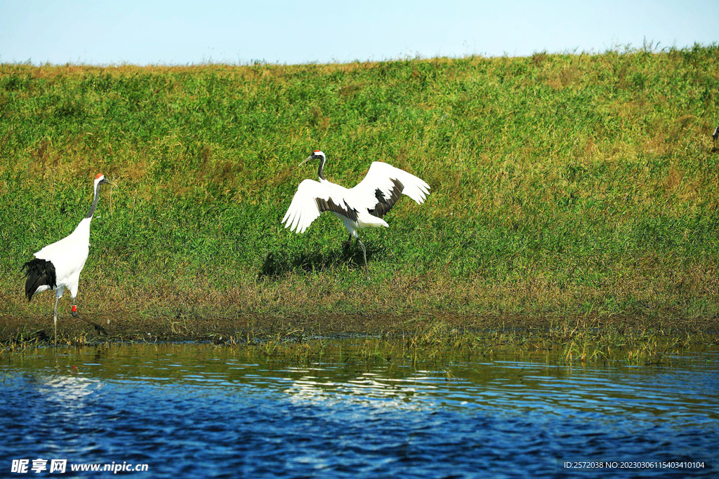 黑龙江扎龙湿地