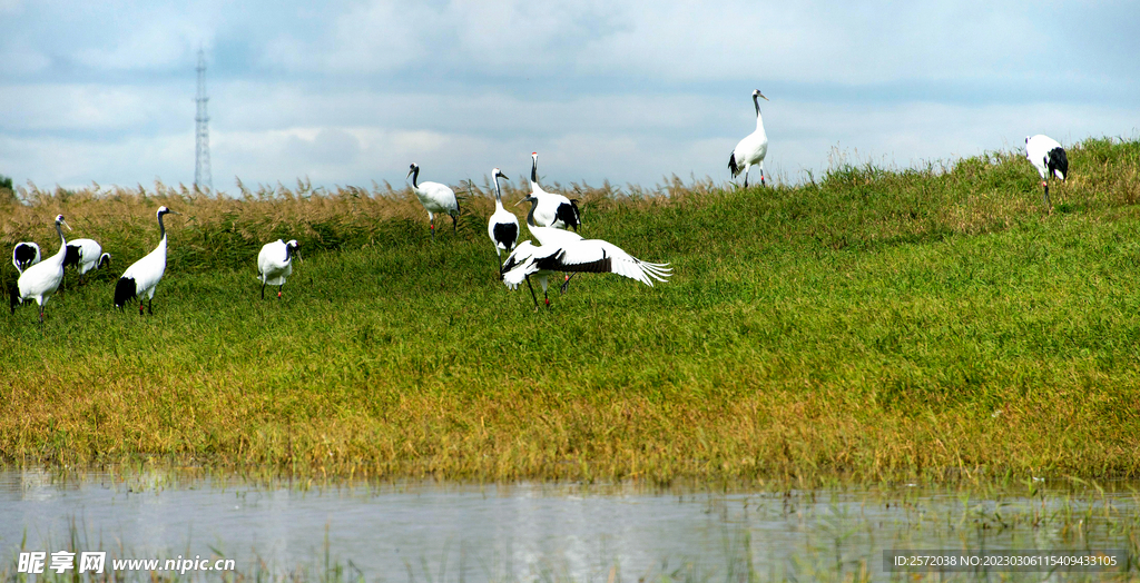 黑龙江扎龙湿地