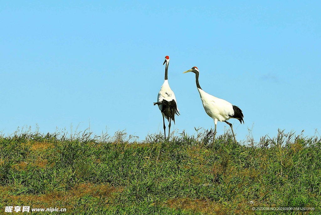 黑龙江扎龙湿地