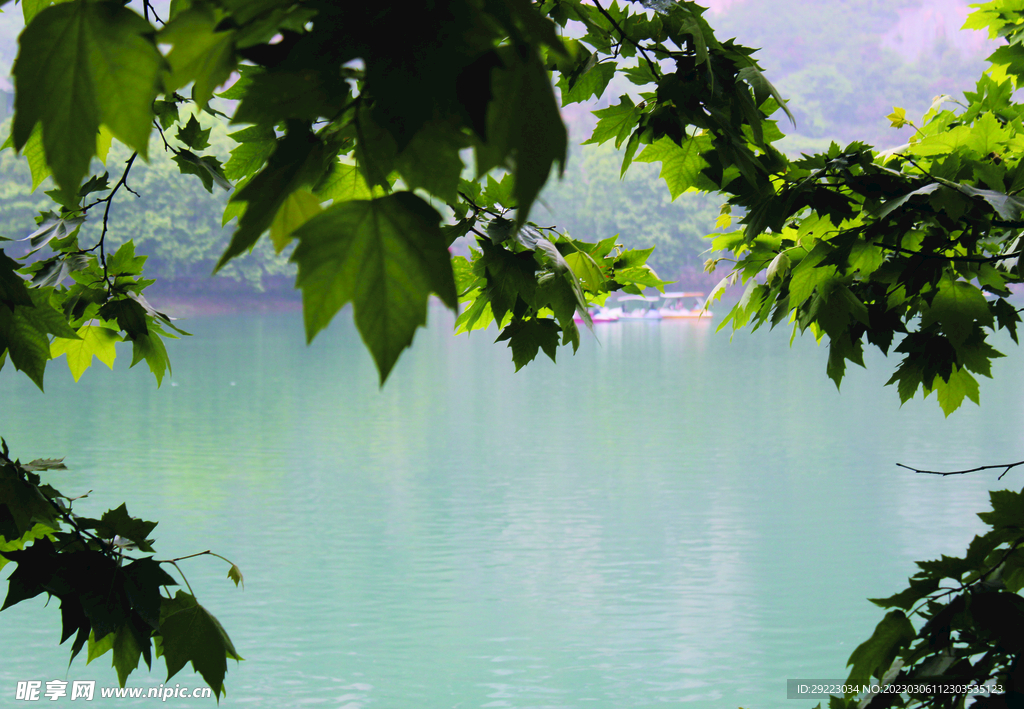 风景   水    树叶   